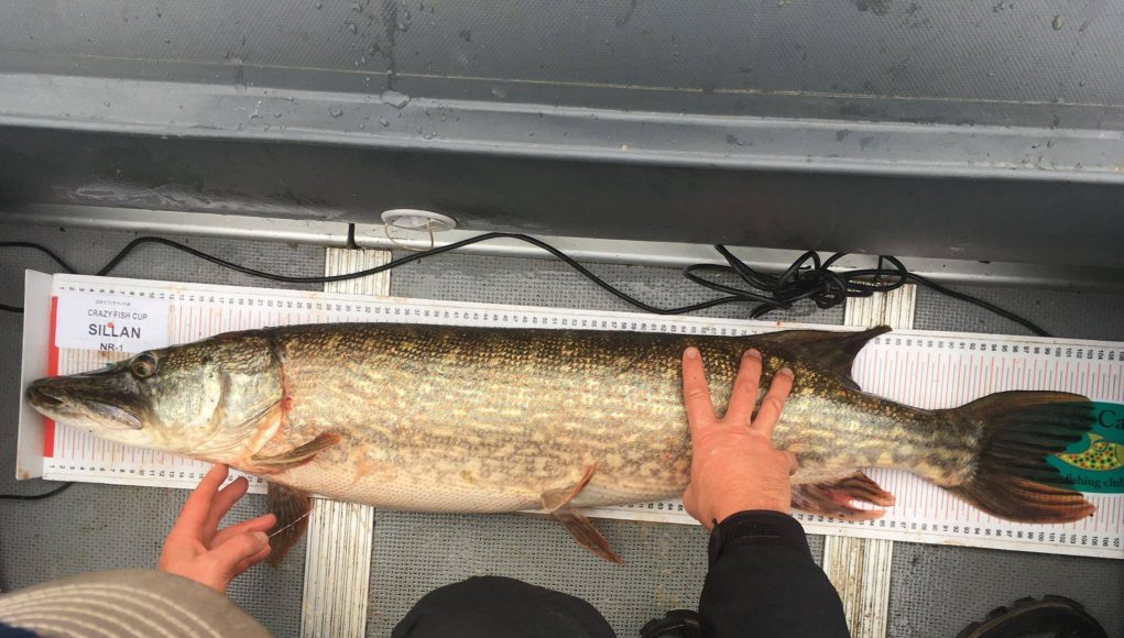 Het was uiteindelijk een snoek van 105 cm lang die de winst opleverde. De vis is ook goed voor de Vangst van de Week.